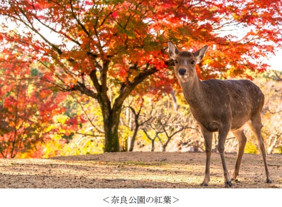 阪急交通社のアンケート調査、公開夏紅葉狩りの旅行先ランキング！