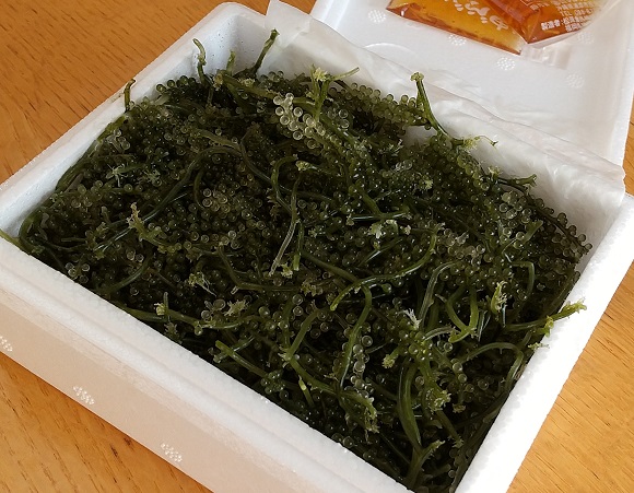 沖縄から直送の海ぶどう